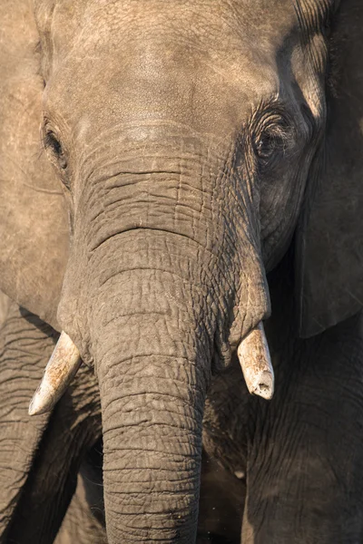 Touro elefante em África — Fotografia de Stock