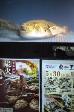 Japonya'da pahalı restoranda Fugu.