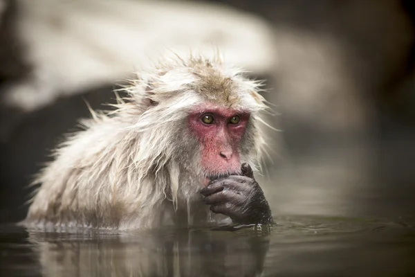 Affe im Affenpark von Jigokudani — Stockfoto