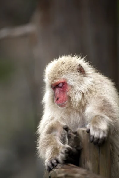 Μαϊμού στο πάρκο μαϊμού Jigokudani — Φωτογραφία Αρχείου