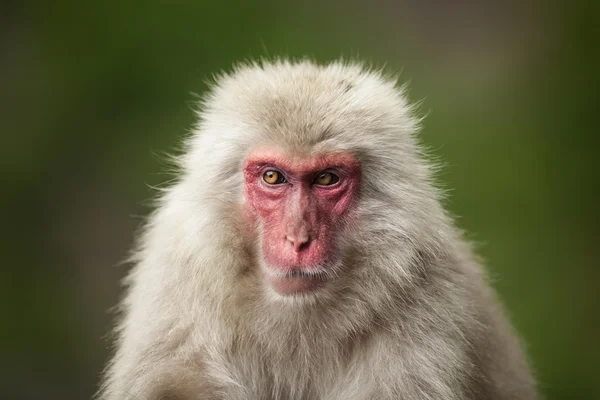 Обезьяна в парке обезьян Джигокудани — стоковое фото