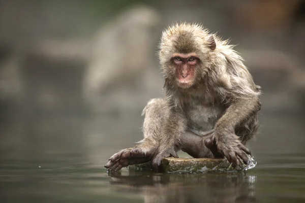 Snow apa på Jigokudani Monkey Park — Stockfoto