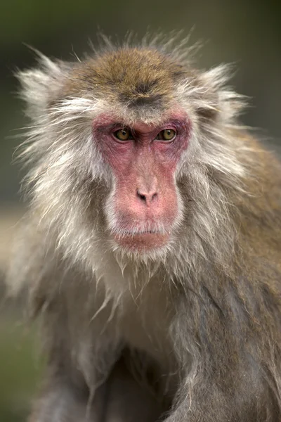 Snow monkey at Jigokudani Monkey Park — Stock Photo, Image