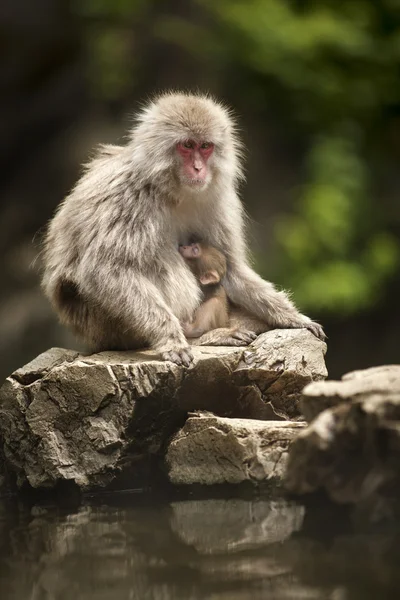 Snow monkey mor och barn — Stockfoto