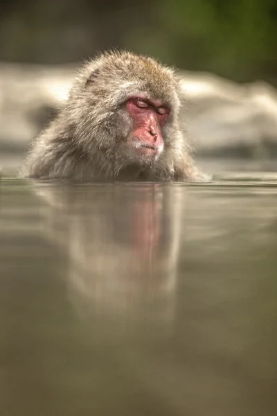 Snow apa på Jigokudani Monkey Park — Stockfoto