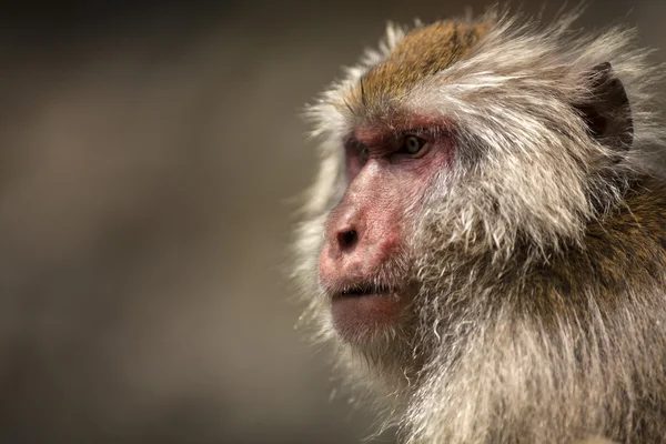 Snow monkey at Jigokudani Monkey Park — Stock Photo, Image