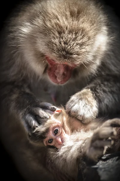 Snow monkey matku a dítě — Stock fotografie