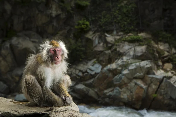 Snow apa på Jigokudani Monkey Park — Stockfoto