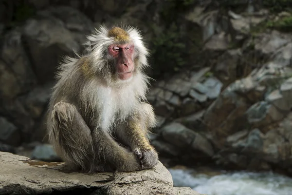 Snow monkey at Jigokudani Monkey Park — Stock Photo, Image