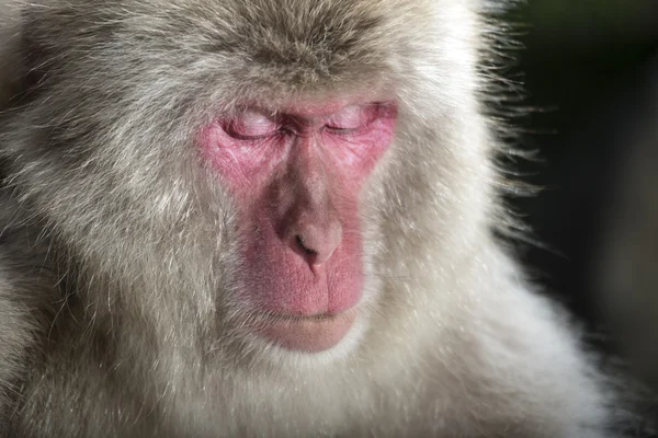 जिगोकुडानी माकडी पार्कमध्ये बर्फ माकडा — स्टॉक फोटो, इमेज