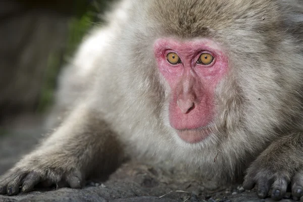 Χιόνι μαϊμού στο πάρκο μαϊμού Jigokudani — Φωτογραφία Αρχείου