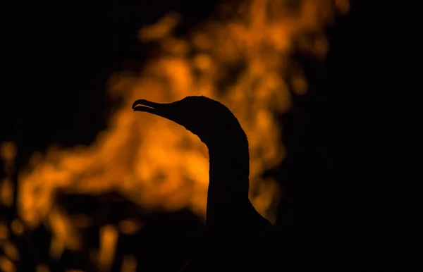 A cormorant sits in front of a fire — Stock Photo, Image