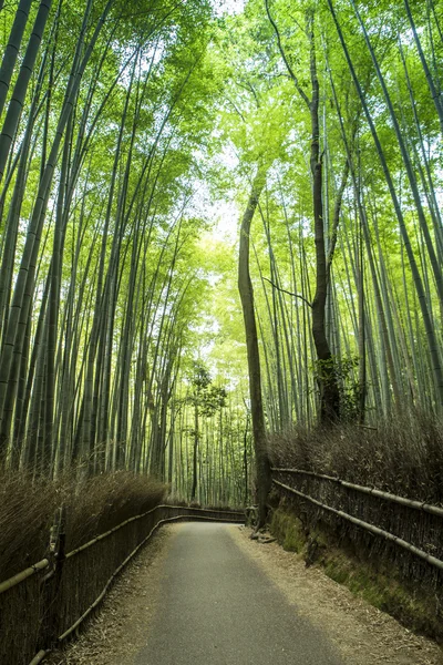 Bambuskog — Stockfoto