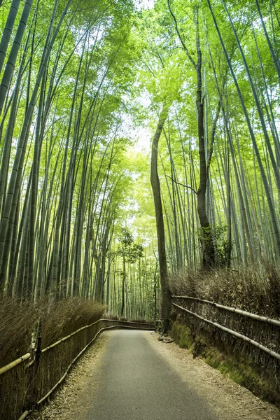 Bambuskog — Stockfoto