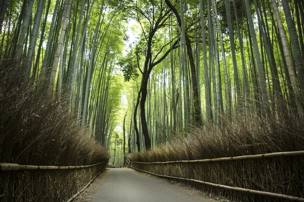 Foresta di bambù — Foto Stock