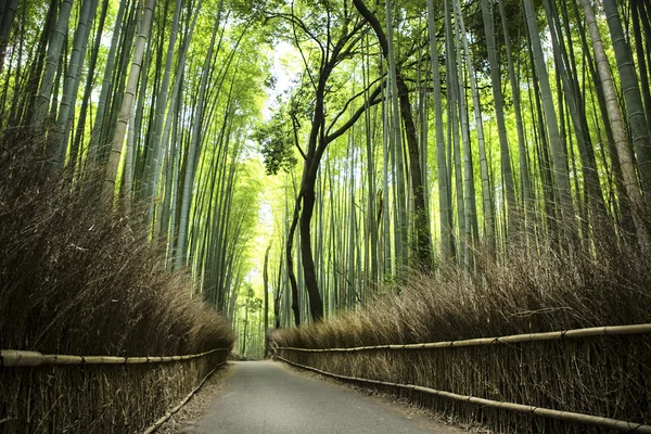 Floresta de bambu — Fotografia de Stock