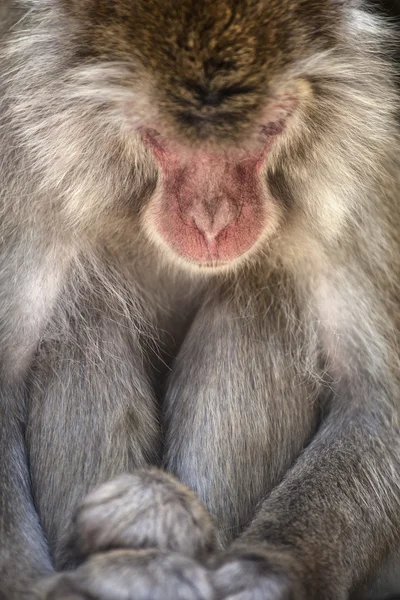 Sne abe på Jigokudani Monkey Park - Stock-foto