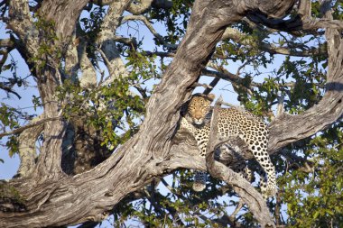 leopard lying in branch of tree clipart