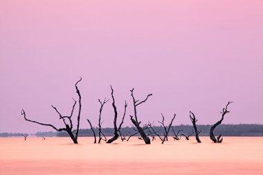 Göl Kariba ağaçlarda