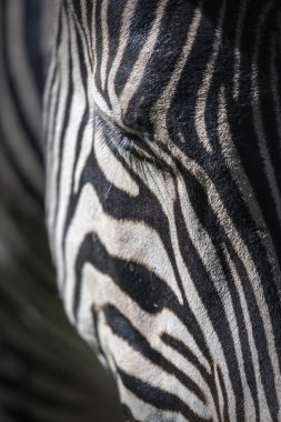 afrika zebra