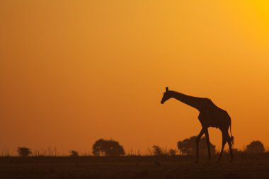 Zürafa günbatımı karşı silüeti