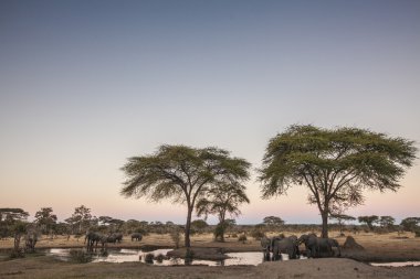 Sulama, Afrika filleri