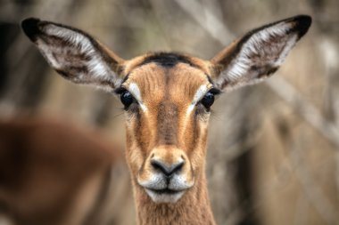 impala antilopu
