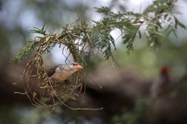 Weaver Bird working on nest clipart