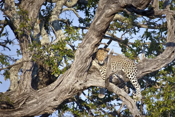 Leopard in de beslissingsstructuur van liggen — Stockfoto