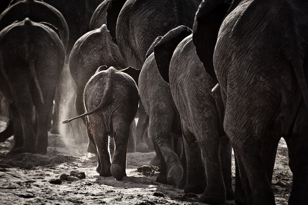 Elephants walking along river bank
