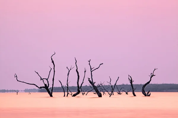 Árvores no lago Kariba — Fotografia de Stock