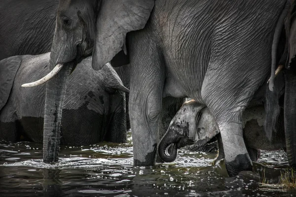 Elephants walking along river bank — Stock Photo, Image