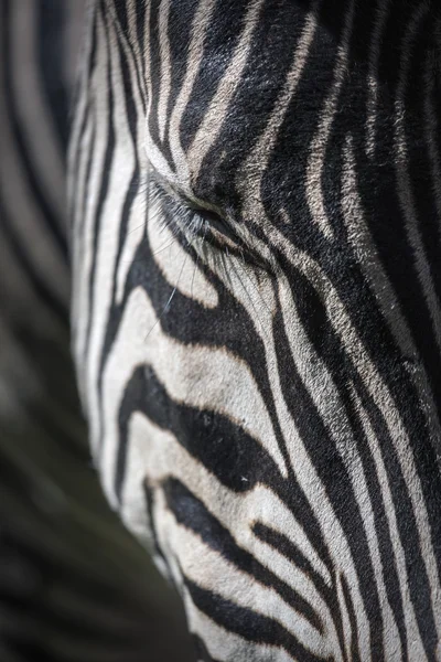 Afrikanisches Zebra — Stockfoto