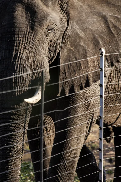 Африканский слон за забором — стоковое фото