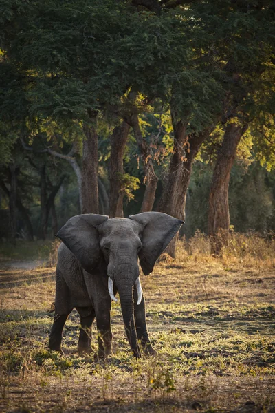 Wild african elephant — Stock Photo, Image