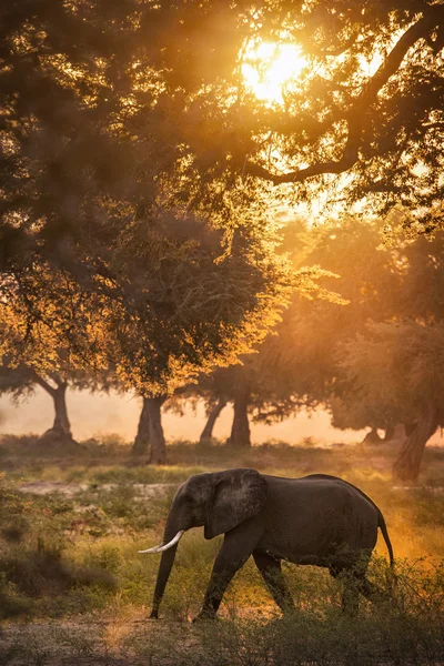 Vahşi Afrika fili — Stok fotoğraf