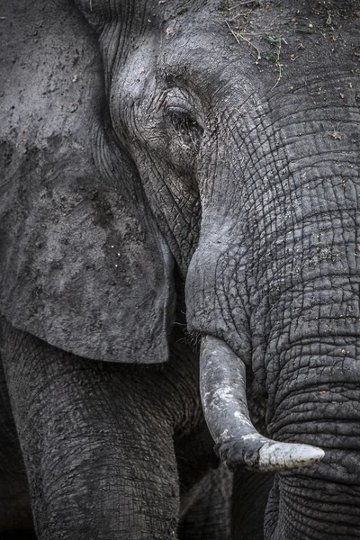 Cabeza de elefante — Foto de Stock