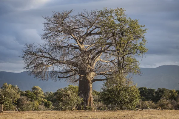 Baobabipuu — kuvapankkivalokuva
