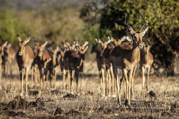 Impalas in wild — Stock Photo, Image