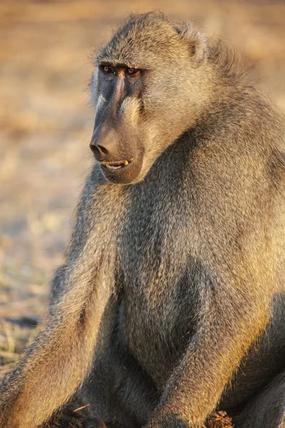 Baboon, close-up — Stock Photo, Image