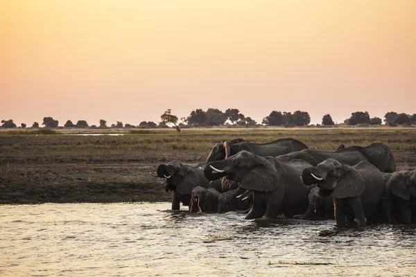 Éléphants dans l'eau — Photo