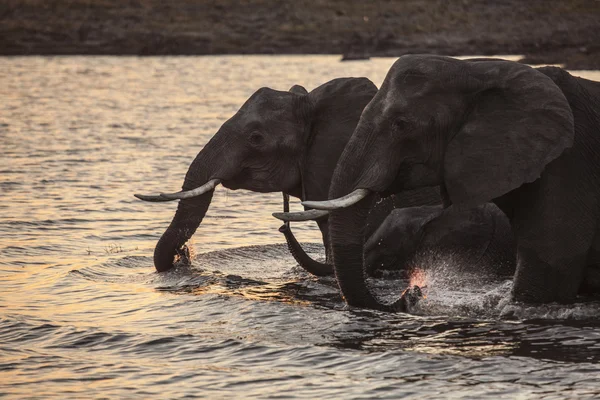 Elefanten im Wasser — Stockfoto