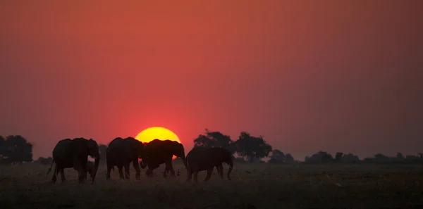 Elefantes al atardecer — Stockfoto