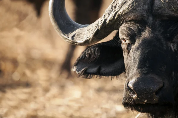 Büffel in freier Wildbahn — Stockfoto