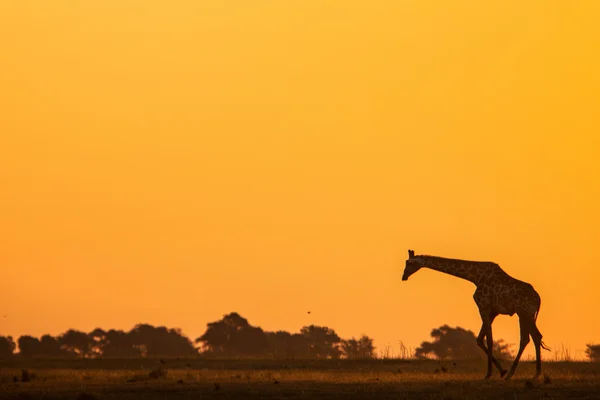 Zürafa günbatımı karşı silüeti — Stok fotoğraf