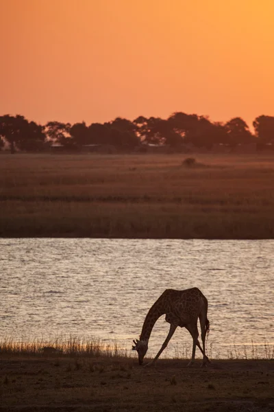 Silhueta de girafa contra o pôr do sol — Fotografia de Stock