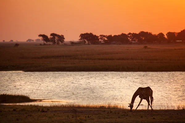 Silueta de jirafa contra la puesta del sol — Foto de Stock