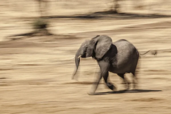 Young African elephant running — Stock Photo, Image