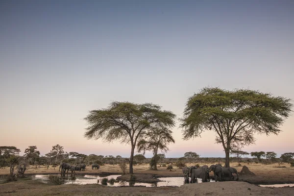 African elephants at watering — Stock Photo, Image