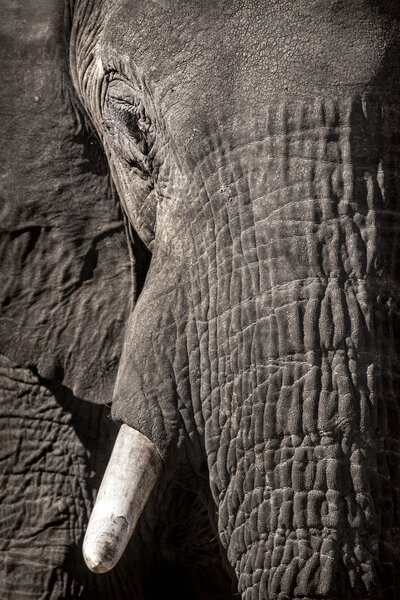 Close up of Elephant head